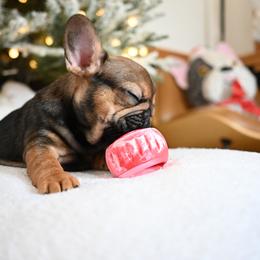 Billy - Fawn male French Bulldog puppy in Keeseville, New York from Big Sky Frenchies