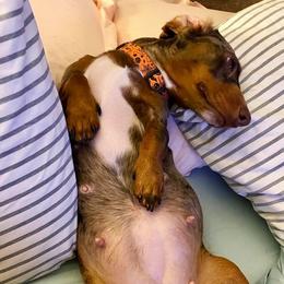 Dixie - Dachshund
