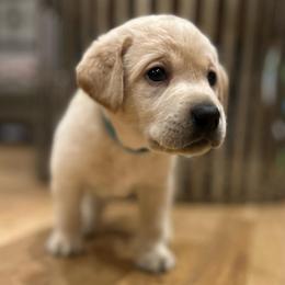 Blue collar male - Yellow male Labrador Retriever puppy in Clayton, North Carolina from The Homestead at Little Creek