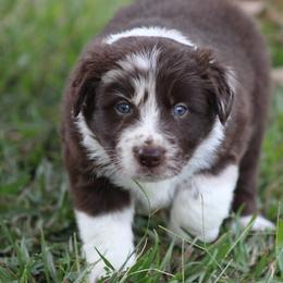 Alfie - Atypical merle male Border Collie puppy in Tylertown, Mississippi from Cool Meadow Farms