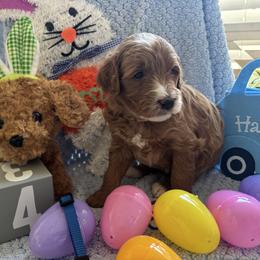 Durango - Red  male Goldendoodle puppy in Chino Valley, Arizona from Bass Creek Doodles