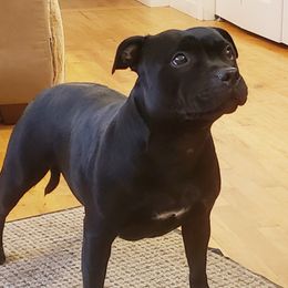 Tonni - Staffordshire Bull Terrier