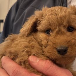Cavachon and Cavapoochon Puppies from Forever Puppies 4U