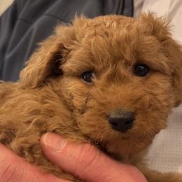 Cavachon and Cavapoochon Puppies from Forever Puppies 4U