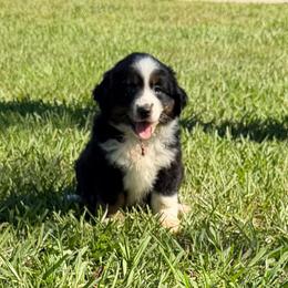 Dora ASDR - Black tri female Miniature Australian Shepherd puppy in Polk City, Florida from Skaky Shepherds