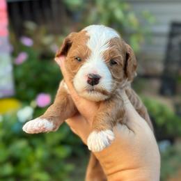 Goldfish - Red  female Goldendoodle puppy in Wharton, Texas from Little Fur Friends