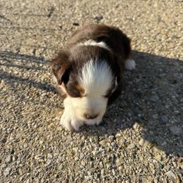 Tito - Red tri male Miniature Australian Shepherd puppy in Marion, Michigan from Highland Hills Mini Aussies
