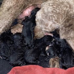 Goldendoodle Puppies from Golden GoldenDoodles