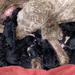 Goldendoodle Puppies from Golden GoldenDoodles