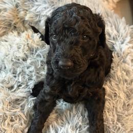 Colby - AKC Limited - Black male Poodle puppy in Haines City, Florida from Noelle Poodles