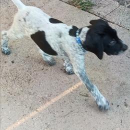 Blue - Black roan male German Shorthaired Pointer puppy in Marble, Florida from Dancin' German Shorthaired Pointer's