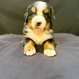 Ada - Black rust and white female Bernese Mountain Dog puppy in Alabama from Dogwood Creek Bernese