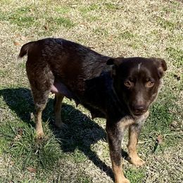 Whiskey - Australian Cattle Dog