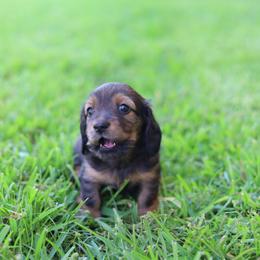 Dachshund Puppies from Rising Dawn Dachshunds