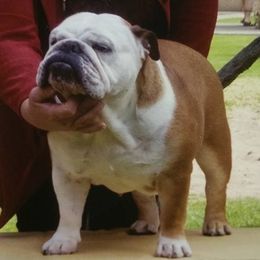 Bulldogs from Mugwash Bulldogs