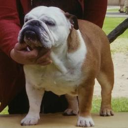 Bulldogs from Mugwash Bulldogs