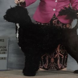 Portuguese Water Dogs from L'avenir kennel
