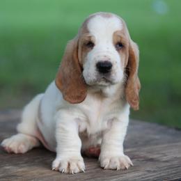 Female 1 - Red and white female Basset Hound puppy in Georgia from Huff's Hounds