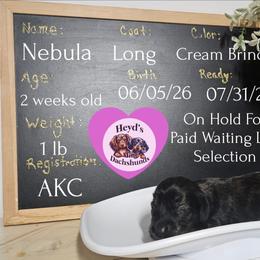 Nebula - Brindle female Dachshund puppy in Hoquiam, Washington from Heyd's Mini Dachshunds