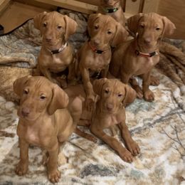 Vizsla Puppies from Carlson Vizslas