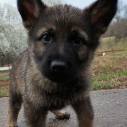 German Shepherd Puppies from My K9 Guardian