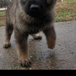 German Shepherd Puppies from My K9 Guardian