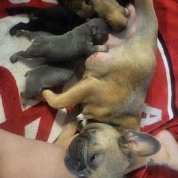 French Bulldog Puppies from Lake Martin Fancy Frenchies