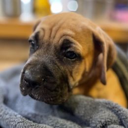 Potato - Fawn male Cane Corso puppy in Dunnellon, Florida from High Royal Kennel