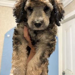 Casanova - Sable male Poodle puppy in Conway, Arkansas from Arkansas River Poodles