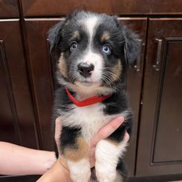 Australian Shepherds from C&S AUSSIES