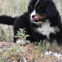 Bernese Mountain Dog, Golden Mountain Dog, and Golden Retriever Puppies from Grateful Bernese & Gage's Goldens