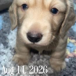 Handsome Cream boy - Cream male Dachshund puppy in Paris, Texas from Rolling9dachshunds