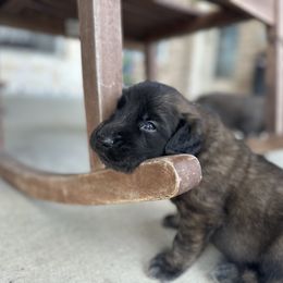 Leonberger Puppies from Magnolia Leos