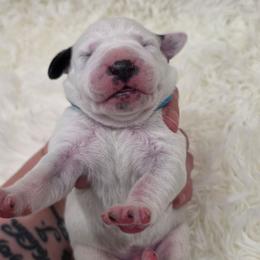River (Blue Collar Boy) - White and black male Dalmatian puppy in Centereach, New York from LINY Dalmatians