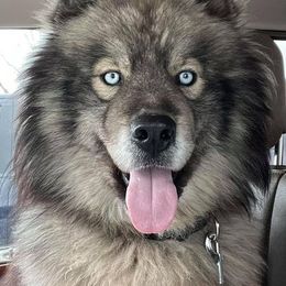 Siberian Huskies from Gale Bly Osborne's Amazing Grace Kennel