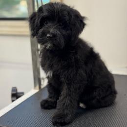 Lucy - Black and white female Bernedoodle puppy in Gainesville, Florida from Pet Inn Xxweetdoodles