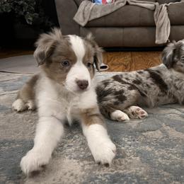 Miniature Australian Shepherd Puppies from Highland Hills Mini Aussies