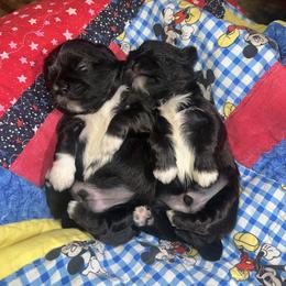 Boy3 - Brindle male Shih Tzu puppy in Citrus Heights, California from The Lion dog Shih Tzu
