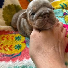 Trinity - Lilac tri-color female Bulldog puppy in Topeka, Kansas from Midwest Monster Made Bulldogs