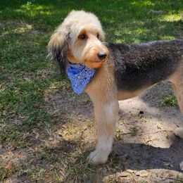 Aussiedoodle, Bernedoodle, Miniature Australian Shepherd, and Poodle Puppies from Waterford Doodle Farm