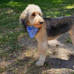 Aussiedoodle, Bernedoodle, Miniature Australian Shepherd, and Poodle Puppies from Waterford Doodle Farm