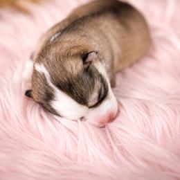 Remi - Gray and white female Pomsky puppy in Coos Bay, Oregon from Ocean View Pomskies