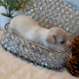 Raven - Cream female Chihuahua puppy in Seneca, Missouri from Stephanie’s Puppy Colony