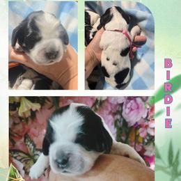 Birdie - Black white and tan female English Springer Spaniel puppy in Saginaw, Michigan from Kemerer Springers