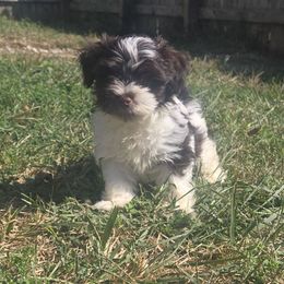 Boy 3 - Chocolate male Havanese puppy in Columbus, Ohio from Havanese Puppies Columbus