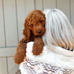 Jasper - Red  male Goldendoodle puppy in Shingle Springs, California from Kindred Oak Goldendoodles