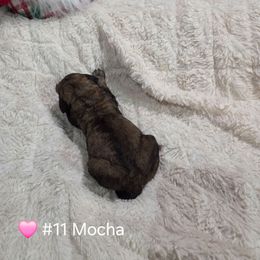 Mocha - Sable female Poodle puppy in Osage Beach, Missouri from Pups Are Us