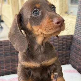 Max - Chocolate and tan male Dachshund puppy in Tonopah, Arizona from Brandie's Dachshunds