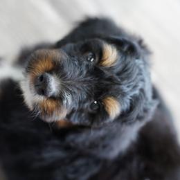Aussiedoodle and Bernedoodle Puppies from VESBACH DOODLE VALLEY FARMS