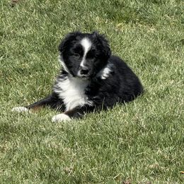 Red collar - Black tri-color Australian Shepherd puppy in Ogden, Utah from Rafter H Aussies